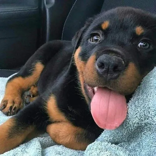 Filhote rottweiler, Seu melhor amigo está te esperando com muita alegria!
