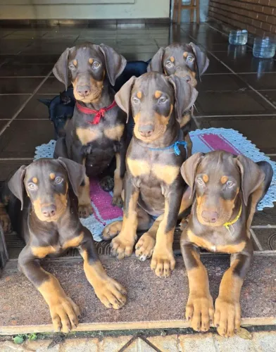 Filhotes de doberman vacinados e vermifugados (venda parcelada).