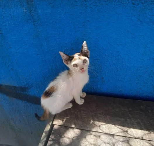 Gatinha tricolor castração garantida