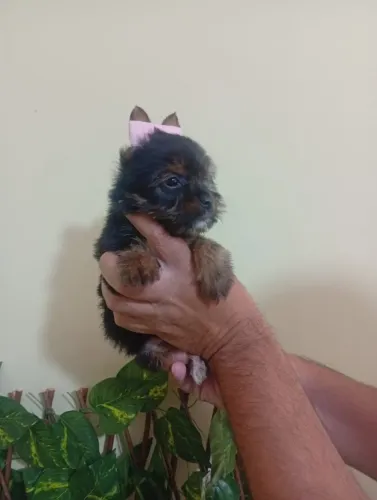 Yorkshire Terrier Pronto Para Novo Lar