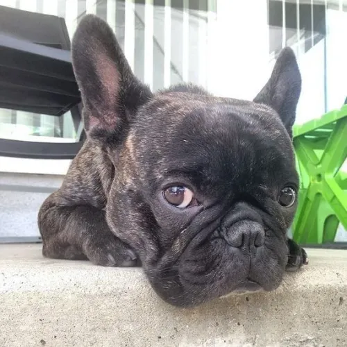 Procurando um namorado buldogue francês