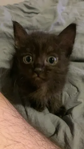 Adoção de gatinhos filhotes peludinhos