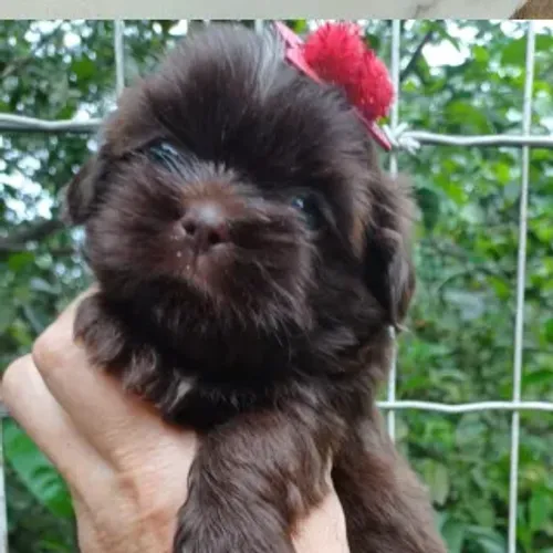 shitzu shih tzu chocolate femea e macho