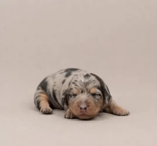 Dachshund Mini Fêmea Arlequim - Salsichinha Exótica Para Reserva