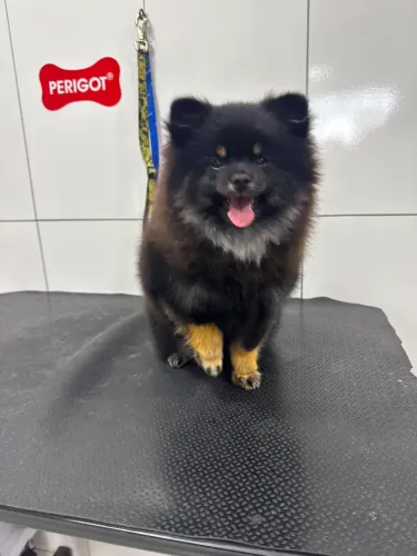 Spitz