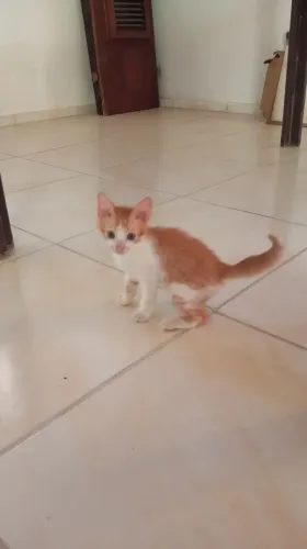 Gatinho para adoção 