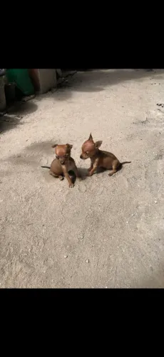 Pinscher 0. Fêmea disponível pronta entrega