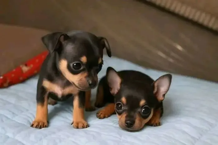 Pinscher 00 Canil Profissional em Bh