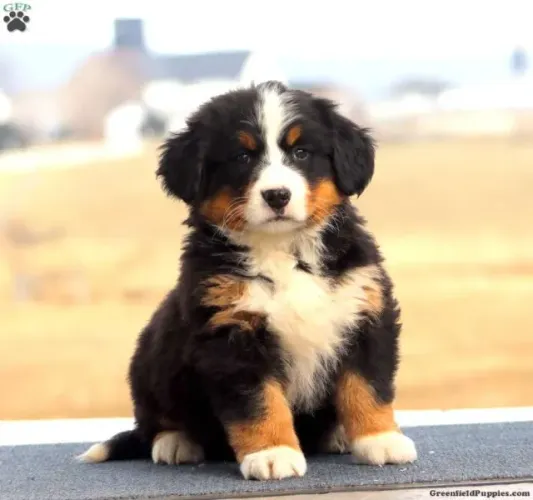 Filhote de cachorro bernese dócil com pelagem densa e saudável