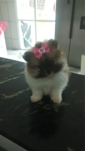 Lulu da Pomerania parcelamos até 18 vezes sem juros