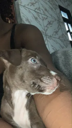 Doa-se filhote de cachorro SRD