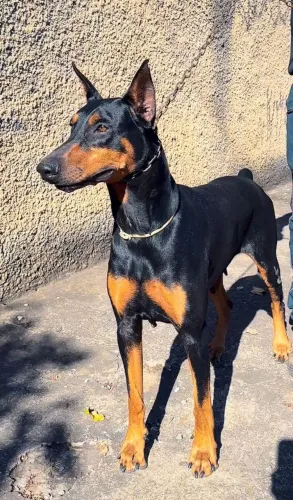 Doberman americano filhotes
