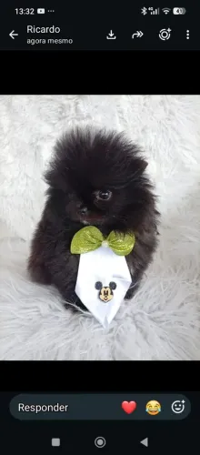 Lulu da Pomerânia Anão