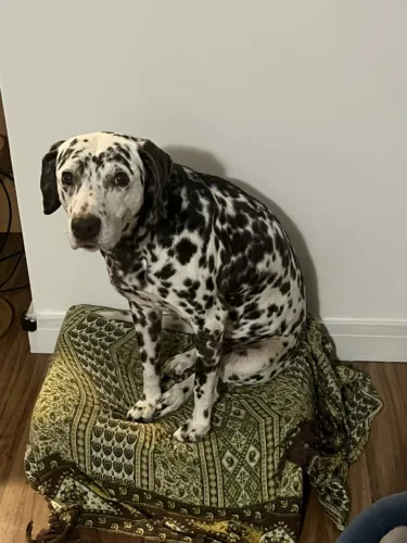Dalmata para adoção - Petrópolis
