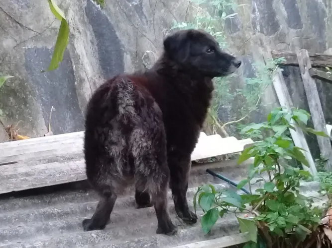Cachorro para doação 