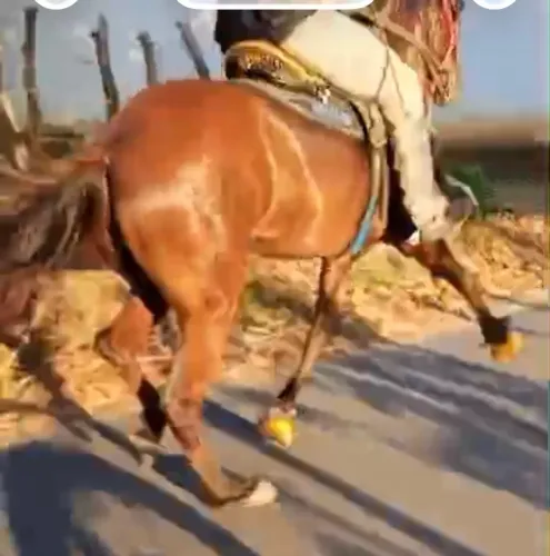 Cavalo 