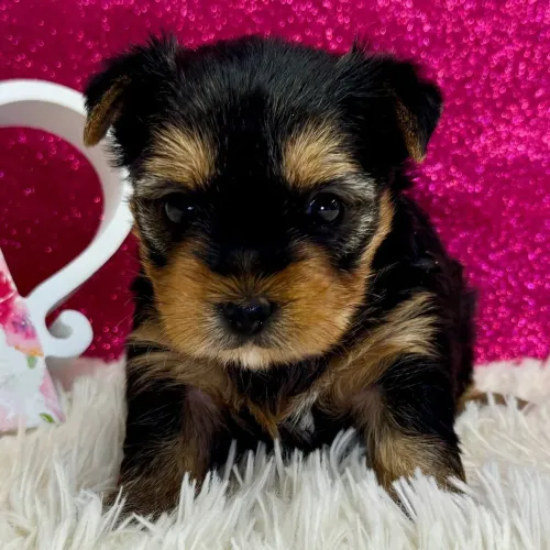 Yorkshire Terrier/ Esperteza, estilo e fofura pura.