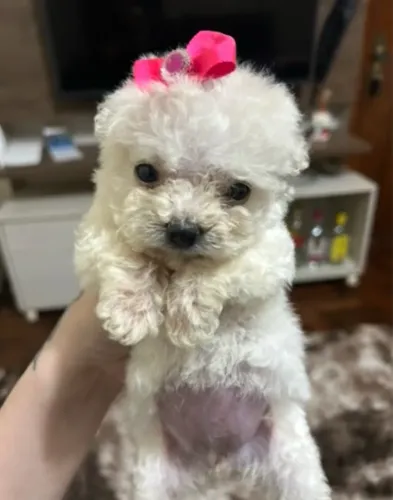 Poodle femea mini