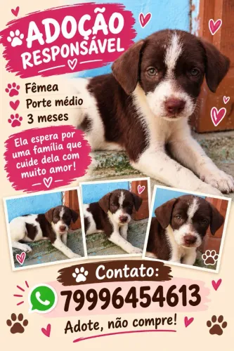 Adoção responsável