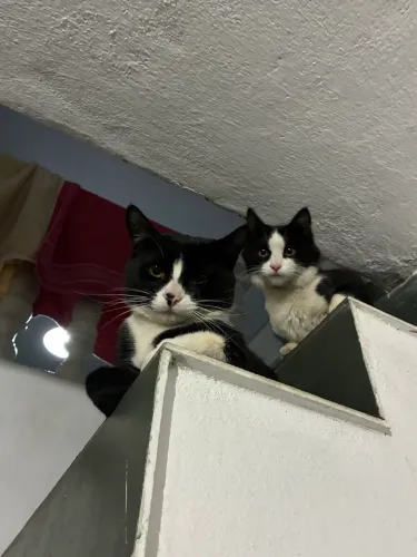 Doa-se gatinhos irmãos (doação conjunta)