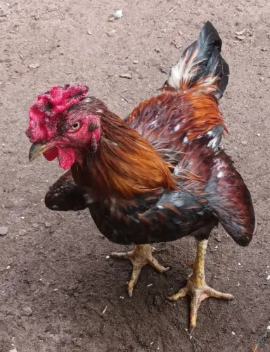 Galo caboco 