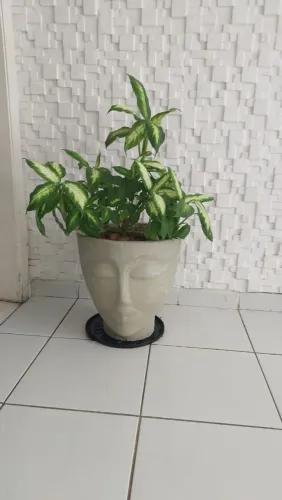 Planta Comigo-ninguém-pode
