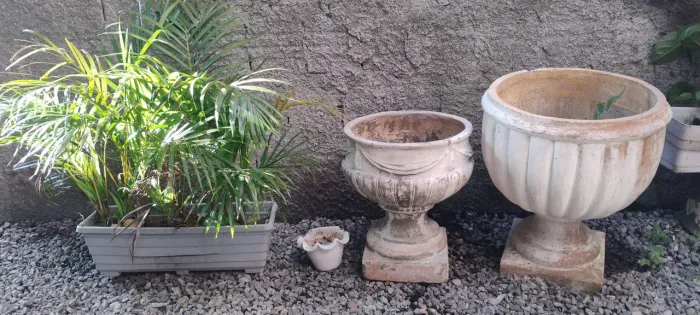 Vendo caqueiros e mudas de coqueirinho