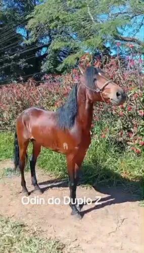 Cavalo manga larga marchador