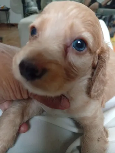 Cofap pelos longo olhos azuis 