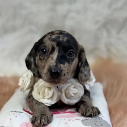 Filhotes de Dachshund (Teckel)