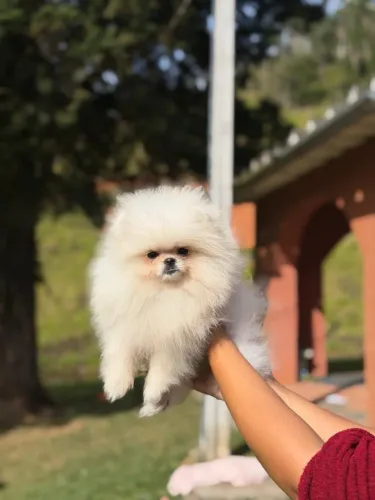 LULU DA POMERANIA SPITZ ALEMÃO!!!
