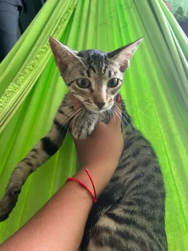 Doação de gato 