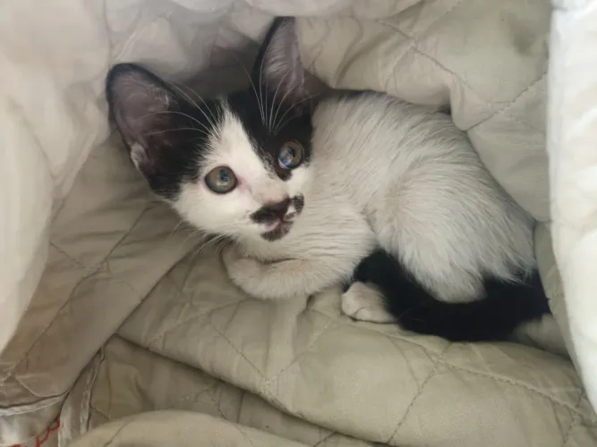 Gato macho para doação 