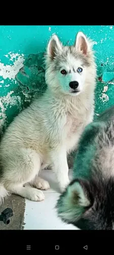 Husky siberiano 