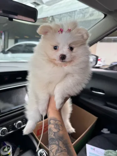 Lulu da pomerania femea anã estilo ursinho já vacinada