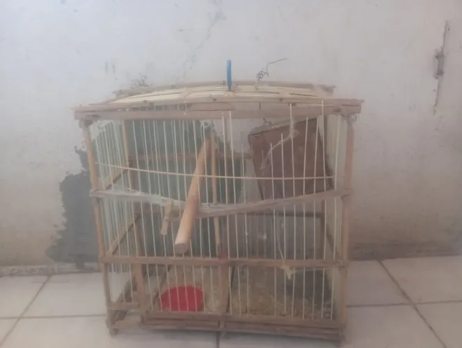 E uma gaiola de passarinho australiano se quiser eu posso abaixar o preço tbm