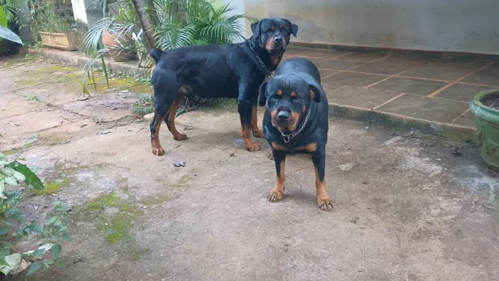 Rottweiler a venda 