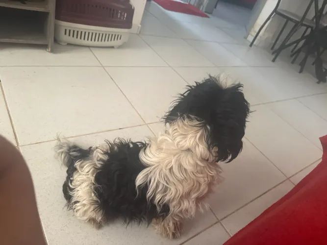 Vendo shitzu macho
