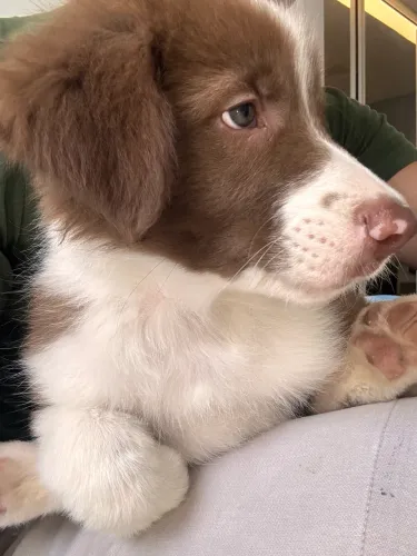 Cachorro Bordie Collie ( Últimos ) 