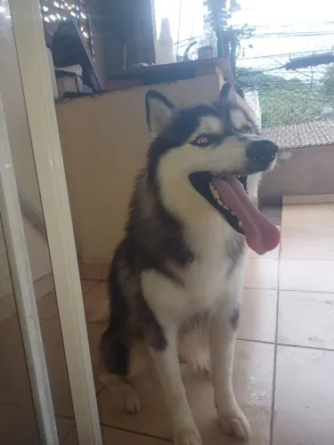 Doa-se Husky