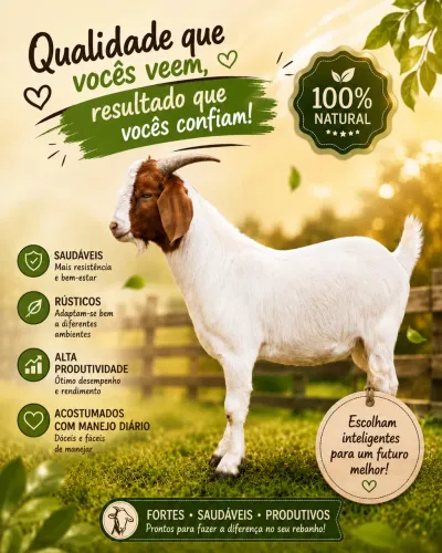 Venda permanente de cabritos Boer