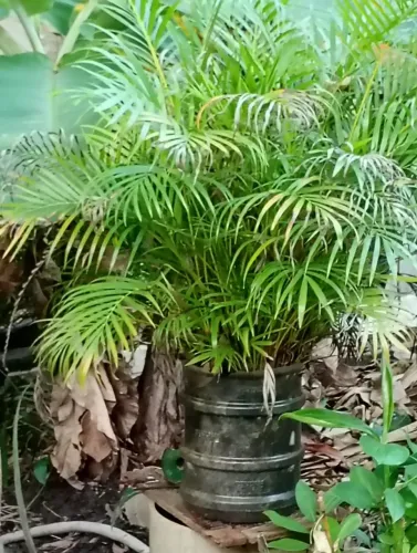 Plantas ornamentais e frutíferas 