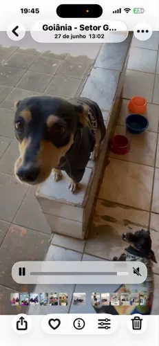 Doação cachorro de filhote 1 ano