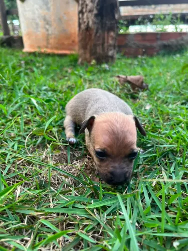 Vendo macho Pinscher