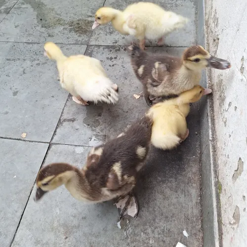 Patos pequeno e grande