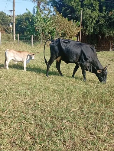 VACA SEGUNDA CRIA 