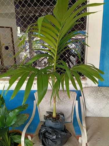 Palmeira Veitchia
