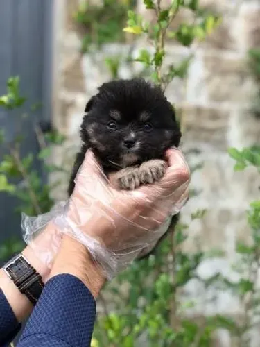 Spitz alemão anão - Compra Segura com Procedência Garantida e Atendimento Humanizado