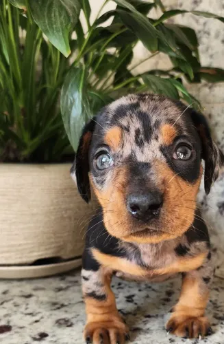 Dachshund/Salsicha - Maravilhosos Filhotes com Pedigree!!