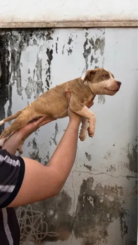 Filhote american bally standart e pitbull 
